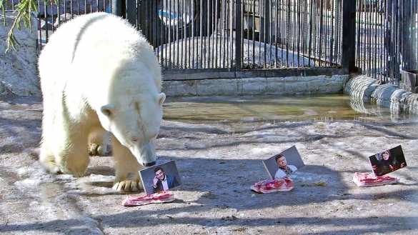 Медведи в России провели досрочные выборы президента Украины (ФОТО, ВИДЕО) | Русская весна