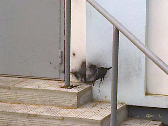 В Сумах у дверей детской православной воскресной школы сработало взрывное устройство (фото) | Русская весна