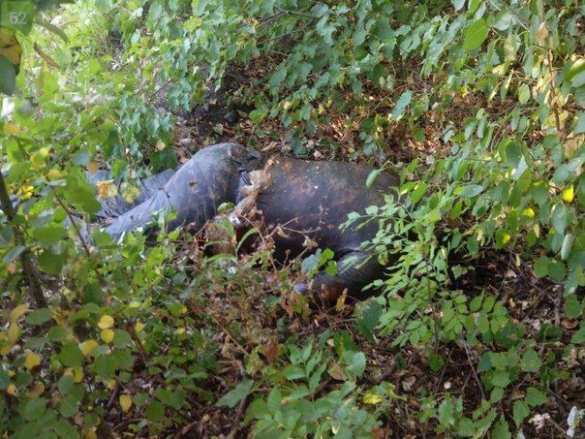 Донецк под обстрелом: фото- и видеолента | Русская весна