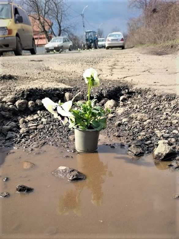 К приезду Порошенко на Закарпатье в дорожные ямы «посадили» цветы (ФОТО) | Русская весна