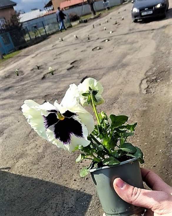 К приезду Порошенко на Закарпатье в дорожные ямы «посадили» цветы (ФОТО) | Русская весна