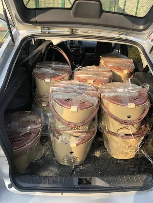 Российские таможенники задержали обезьян на границе с Украиной (+ФОТО, ВИДЕО) | Русская весна