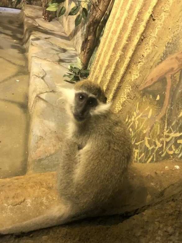 Российские таможенники задержали обезьян на границе с Украиной (+ФОТО, ВИДЕО) | Русская весна