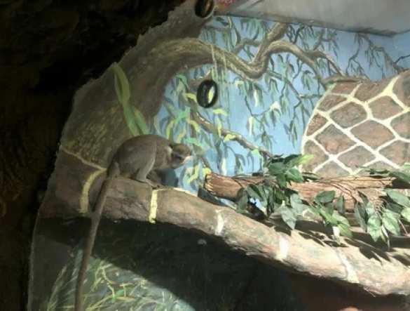 Российские таможенники задержали обезьян на границе с Украиной (+ФОТО, ВИДЕО) | Русская весна