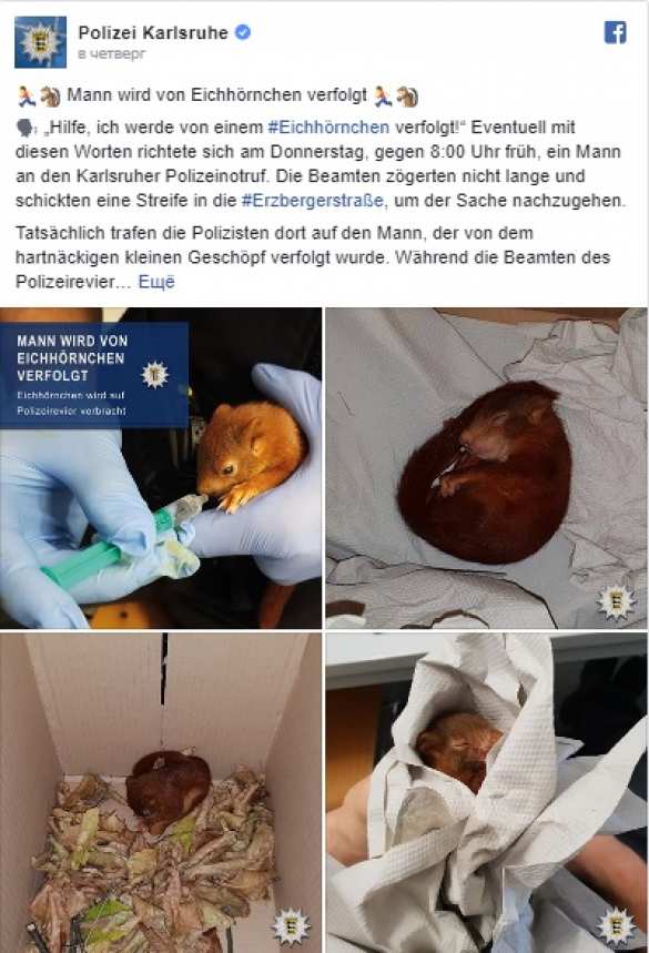 Полиция спасла немца от преследовавшей его белки (ФОТО) | Русская весна