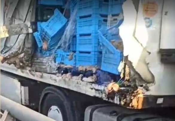 «Куриное» ДТП под Житомиром: окорочка разметало по всей дороге (ФОТО) | Русская весна