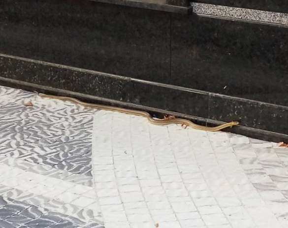 Огромные змеи атакуют улицы Украины (ФОТО) | Русская весна