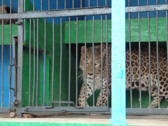 Лагерь смерти для животных: передвижной зоопарк возит по России полутрупы (ФОТО, ВИДЕО) | Русская весна