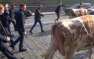 Коровий майдан в центре Киева: фермеры бастуют, Ляшко целует скотину (ФОТО, ВИДЕО) | Русская весна