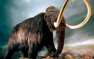 Ученые выяснили, почему вымерли последние мамонты на Земле (ФОТО) | Русская весна