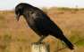 Ученые нашли ворона, который ест «вилкой» (ВИДЕО) | Русская весна