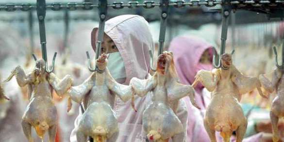 Китай начинает отменять ограничения на поставку мяса из России | Русская весна