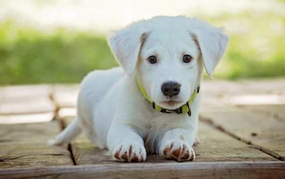 Секреты счастливого питомца: как создать идеальную жизнь для вашего любимца | Русская весна