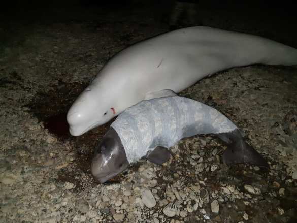 Инспектор МЧС пришёл на помощь попавшим в беду белухам (ФОТО, ВИДЕО) | Русская весна