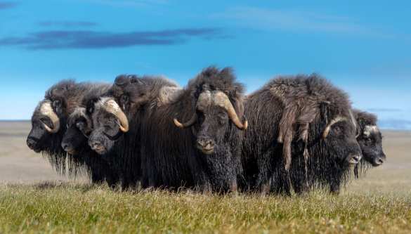 25 овцебыков с острова Большой Бегичев отправляются из Якутии в Магадан (ФОТО) | Русская весна