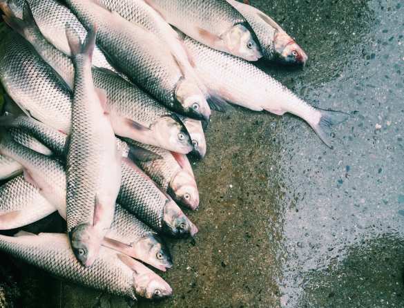 Глобальное потепление и сезон дождей: в Тверской области по асфальту текут реки с рыбой (ВИДЕО) | Русская весна