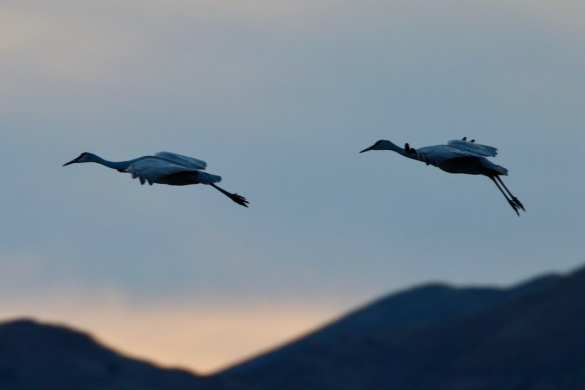 На Украине агроном убил две сотни краснокнижных журавлей | Русская весна