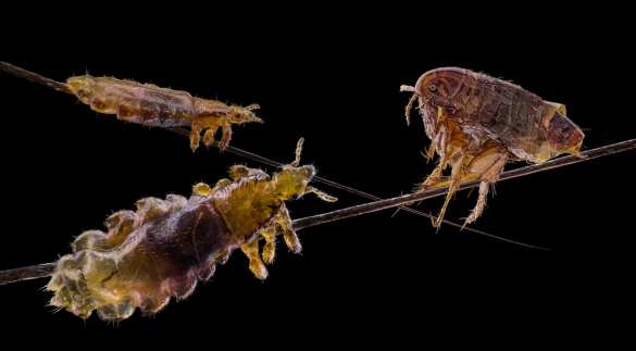 Россиянам назвали основного переносчика чумы | Русская весна