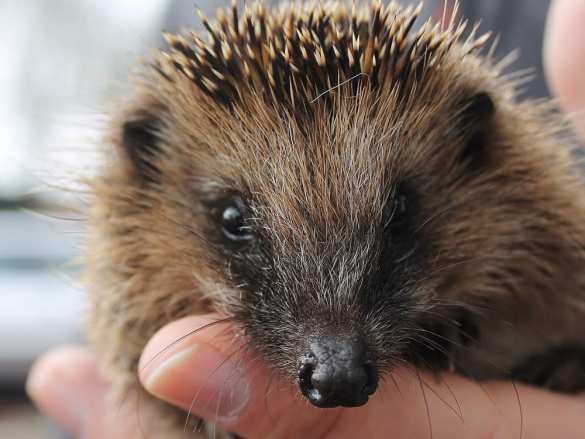 Во Франции начали есть ежей: полиция задерживает тех, кто отлавливает колючих зверьков (ФОТО) | Русская весна