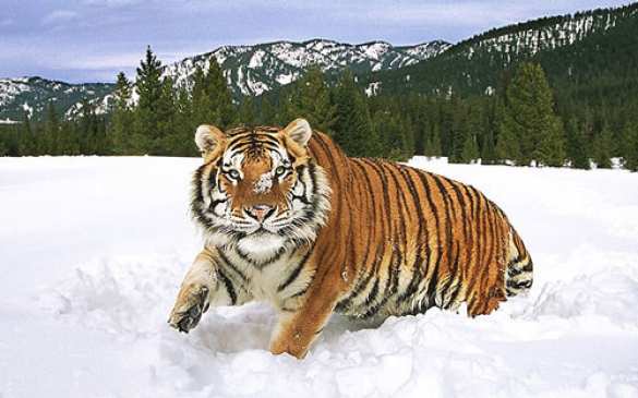 Почему амурские тигры переходят границу, попытаются понять генетики из России и Китая | Русская весна