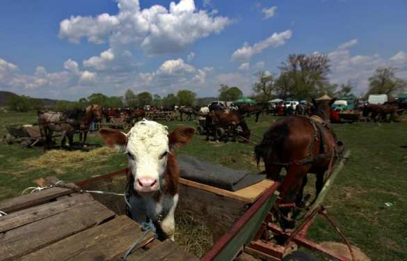 Россельхознадзор запретил импорт живого крупного рогатого скота из Румынии | Русская весна
