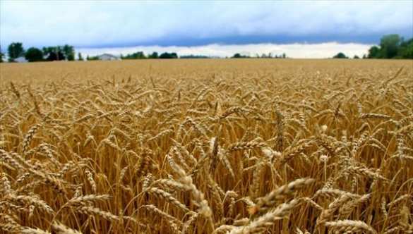 Томские ученые спасают посевы при помощи бактерий | Русская весна