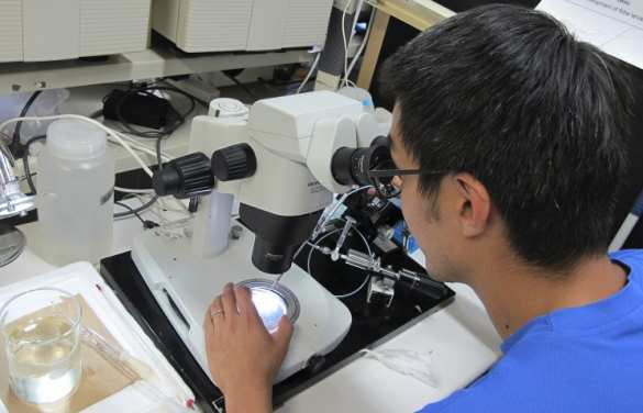 Существование бактерий, которые питаются электричеством подтвердили ученые из Японии | Русская весна