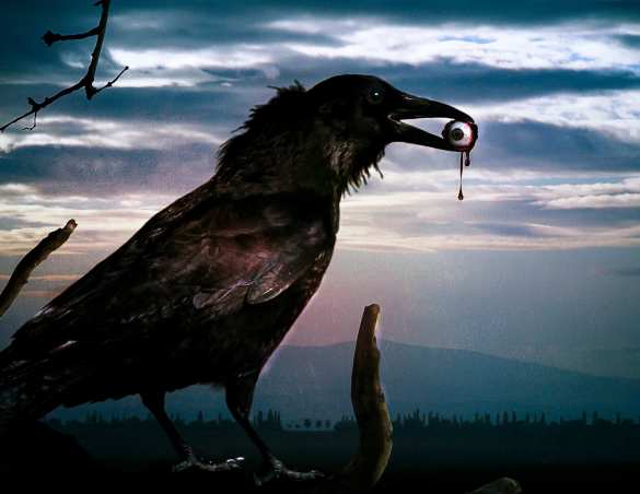 Москвичам советуют отбиваться зонтами от агрессивных ворон | Русская весна