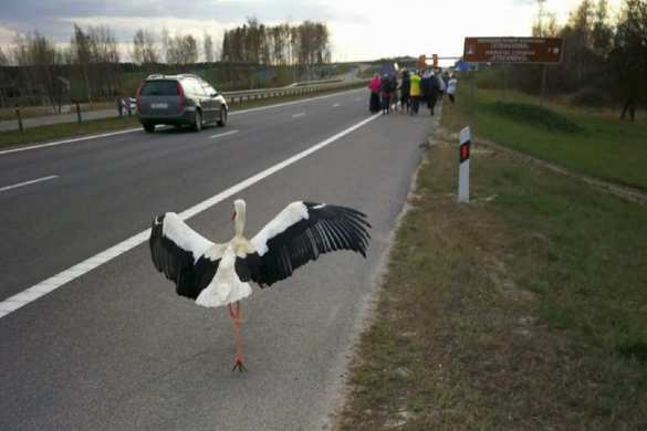 Аист поразил Сеть: птица прилетела на крестный ход и шла 12 км с верующими в Белоруссии (ФОТО, ВИДЕО) | Русская весна