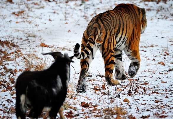 Мультфильм о тигре Амуре и козле Тимуре снимут дети (ФОТО) | Русская весна