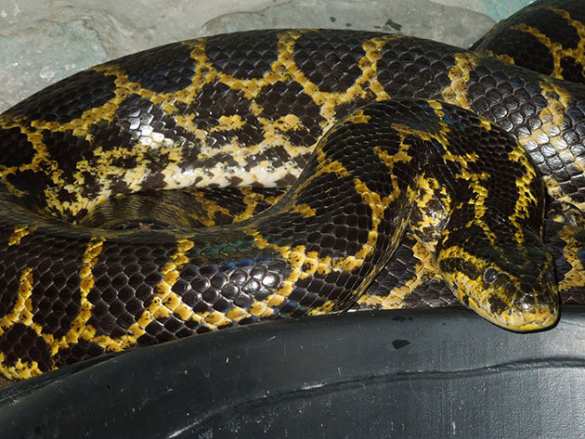 В немецком озере поймали анаконду (ФОТО) | Русская весна