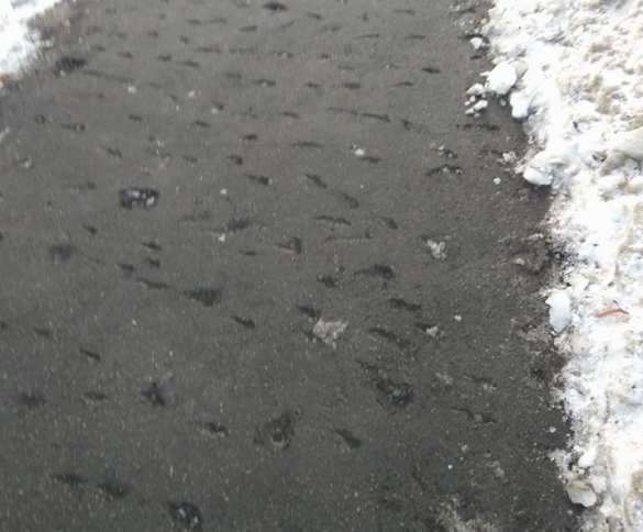 После чистки льда в Полтаве придется класть новый асфальт (ФОТО, ВИДЕО) | Русская весна