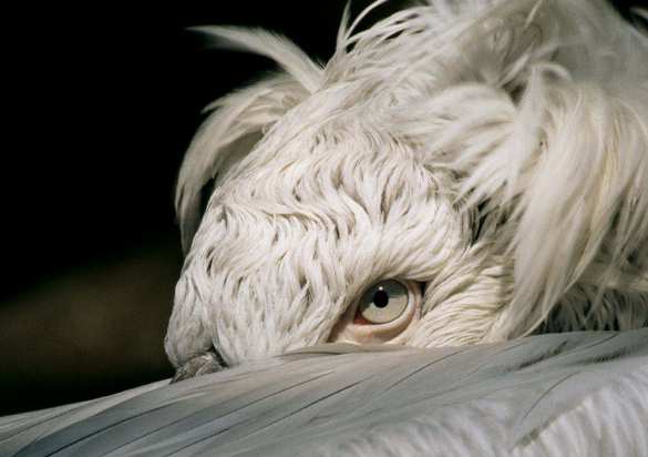 «Бабы-птицы» облюбовали прифронтовой район Донбасса (ФОТО) | Русская весна