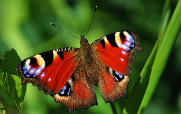 Бабочки вымирают с катастрофической скоростью, предупредили учёные | Русская весна