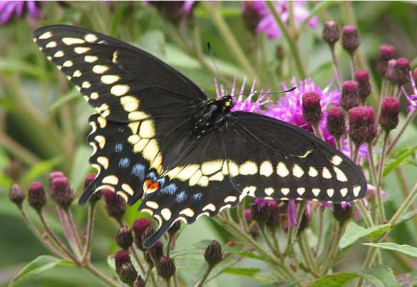 Парусник из Оклахомы в степях Херсонщины — чудеса? (ФОТО) | Русская весна