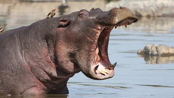 Фото ценой в жизнь: Бегемот загрыз туриста | Русская весна