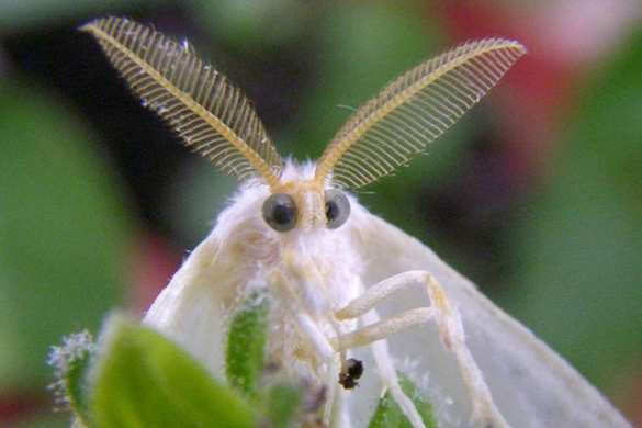 Внезапное нашествие: на Украине и в Белоруссии вводят карантин из-за американских бабочек | Русская весна