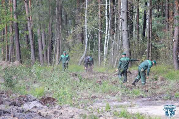 Белоруссия отгораживается от Украины забором с сигнализацией (ФОТО) | Русская весна