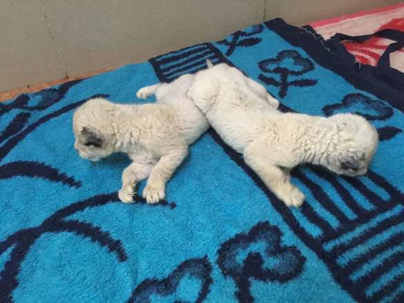 Уникальный случай: в крымском сафари-парке родились белоснежные львята (ФОТО, ВИДЕО) | Русская весна