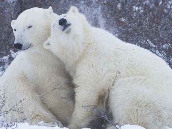 Это Россия: на Чукотке установили дежурство, чтобы отгонять белых медведей от домов | Русская весна