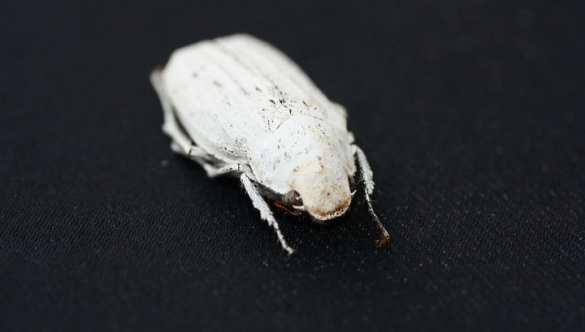 Насекомые вдохновили учёных на создание ультрабелого покрытия (ФОТО) | Русская весна