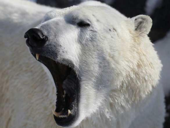 Учёный объяснил, зачем на белом медведе на Новой Земле написали Т-34 (ВИДЕО) | Русская весна