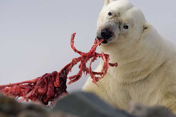 «Все были в шоке»: медведь-альбинос атаковал украинских туристов в Турции (ВИДЕО) | Русская весна