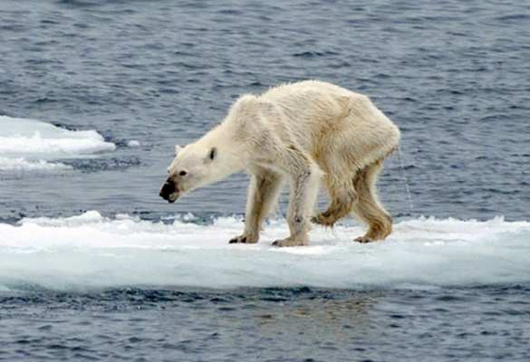 Климатический #10YearsChallenge свидетельствует о катастрофической ситуации (ФОТОЛЕНТА) | Русская весна