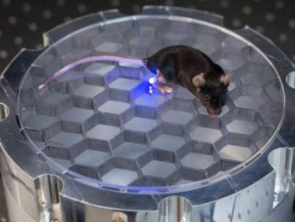 Создан светодиодный имплантант против боли | Русская весна