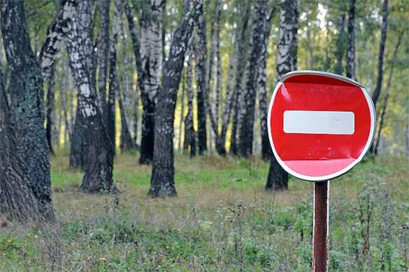 Русскую березу объявили на Украине деревом-оккупантом | Русская весна