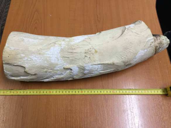 Украинец пытался вывезти в Польшу бивень мамонта (ФОТО) | Русская весна