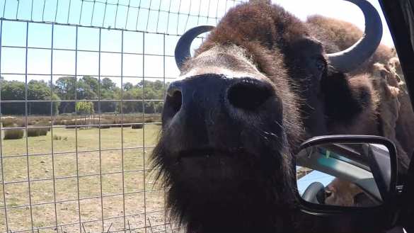Американец напал на дикого бизона в Йеллоустоне (ВИДЕО) | Русская весна