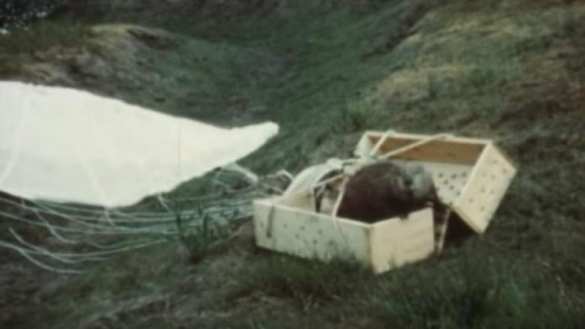 В США лишних бобров десантировали на парашютах в труднодоступные районы (ВИДЕО) | Русская весна