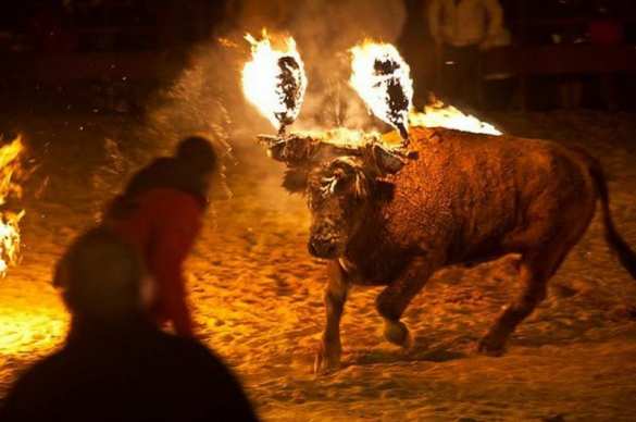 Разъярённый бык с горящими рогами растерзал туриста (ВИДЕО) | Русская весна